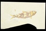 Fossil Fish (Knightia) - Green River Formation #126468-1